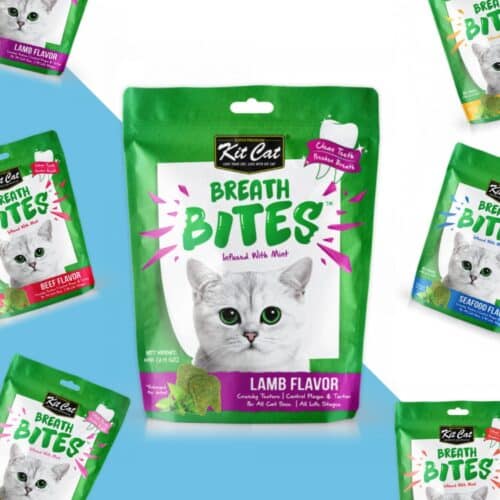 10 חטיפי קיט קט דנטלי - במגוון טעמים 60 גרם Kit Cat